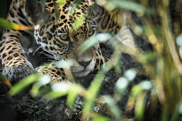 Jaguar lying behind grass. spotted fur, camouflaged lurking. The big cat is a predator.