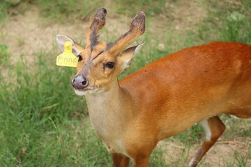 deer in the zoo