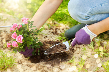 gardening and people concept - woman planting rose flowers at summer garden