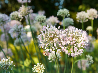 Blooming arrows of garlic in the garden with blurred background.