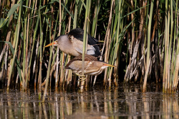 Couple of little bittern