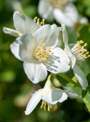Naklejka na ściany i meble White apple tree flowers, close-up, blurred background of nature.