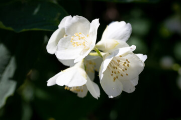 White apple tree flowers, close-up, blurred background of nature.