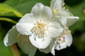 Fototapeta na wymiar White apple tree flowers, close-up, blurred background of nature.