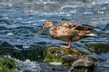 A wild duck sits on a stone in the river. summer nature.