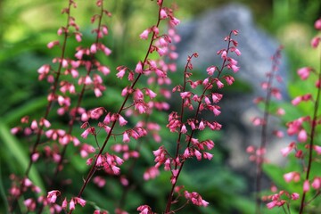 Heuchera. Red geyhera flowers in the garden.