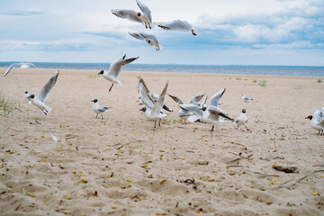flock of sea gulls flying fighting for food on beach by the sea