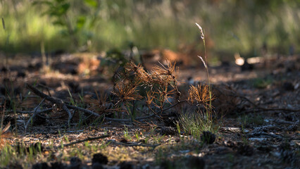 FOREST - Dry pine branch on the underwood
