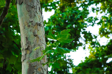 Trees of brown with leaves of green.