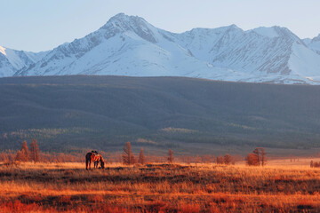 Beautiful landscape with horse autumn forest with snow peaks mountains Chuysky tract, Altai Kurai...
