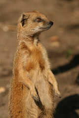 Fototapeta premium Portrait of an adult Yellow Mongoose on the lookout 