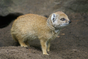 Portrait of a young Yellow Mongoose on the lookout
