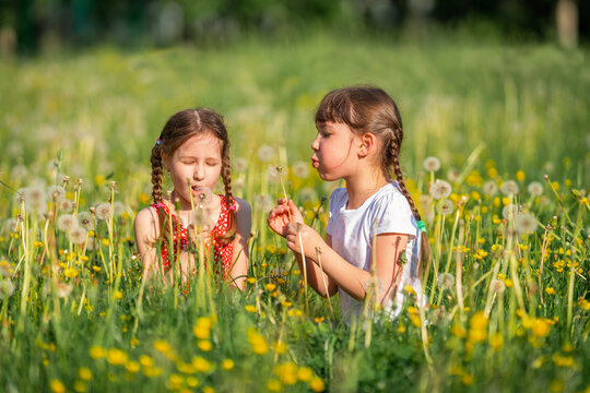 Cute little girls blowing dandelions in a sunny flower meadow. Summer seasonal outdoor activities for children. Children are smiling and enjoying summer fun