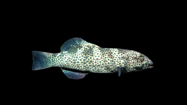 Coral Grouper Fish – Plectropomus Pessuliferus animation.Full HD 1920×1080.8 Second Long.Transparent Alpha video.LOOP.