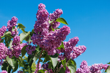 Blooming lilac against the blue sky.