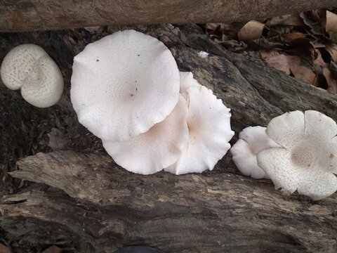 Mushroom or toadstool is the fleshy, spore-bearing fruiting body of a fungus, typically produced above ground, on soil or on its food source. These are beautiful white colour mushrooms on dead trunk.