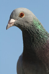 Portrait of a City Pigeon against a blue sky
