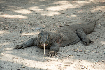 Obraz premium Komodo Dragon with Tongue Showing