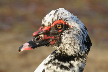 A portrait of a male Muscovy Duck
