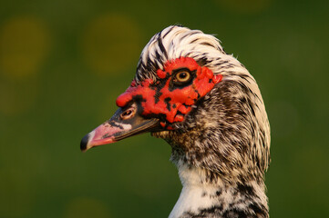A portrait of a male Muscovy Duck
