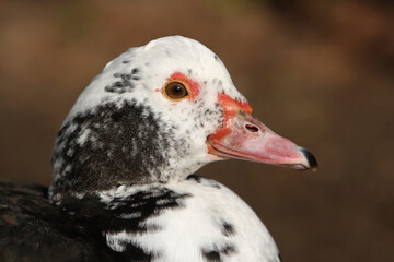A portrait of a female Muscovy Duck
