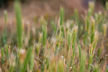 close up of grasses in the nature