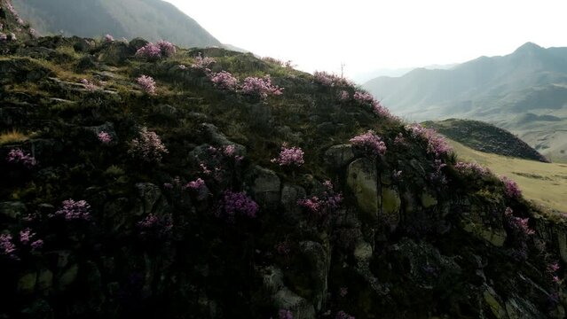 Unusual flowers blooming on mountain peaks. Spring landscape in the mountains.