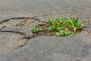weed on a street in selective focus