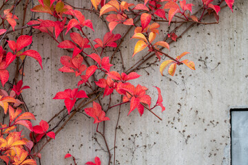 Red Fauna on a grey concrete background