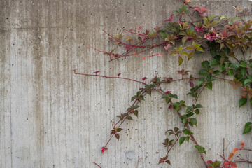 Climbing Vines on a Textured Concrete Wall