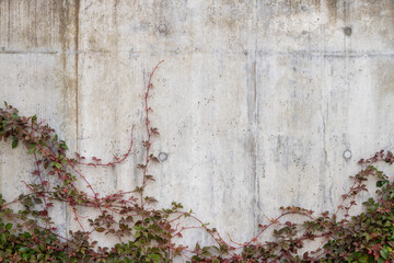Close up of a Cement Wall with Ivy growing
