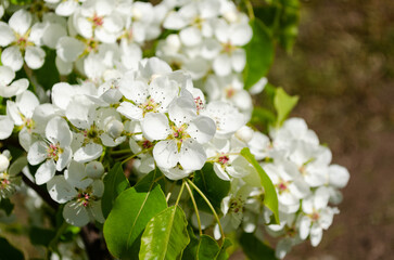 young flowering pear tree in spring