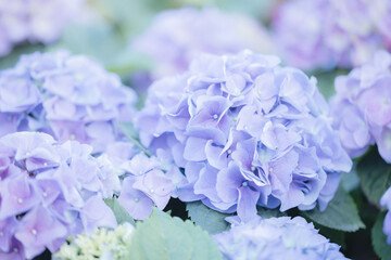 hydrangea flower in close up with pastel blue colors