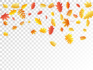 Oak, maple, wild ash rowan leaves vector, autumn foliage on transparent background.