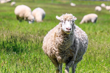 Naklejka na ściany i meble 北海道恵庭市、立派なウールを纏う羊【6月】