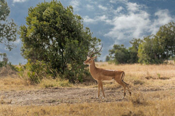 Impala (Aepyceros melampus) Maasai Mara, Kenya.
