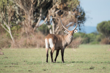 mannelijke Waterbuck, Kobus ellipsiprymnus, grote antilope in Oost-Afrika. Mooi Afrikaans dier in de natuurhabitat. Wildlife scene uit de natuur