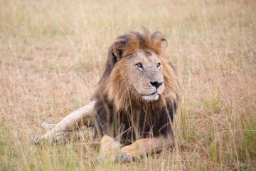 Beautiful Lion Caesar in the golden grass of Masai Mara, Kenya Panthera Leo.