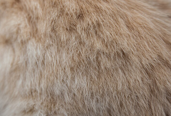 Fur of a red fluffy cat close-up.