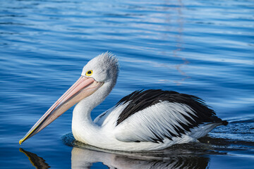 pelican on the beach