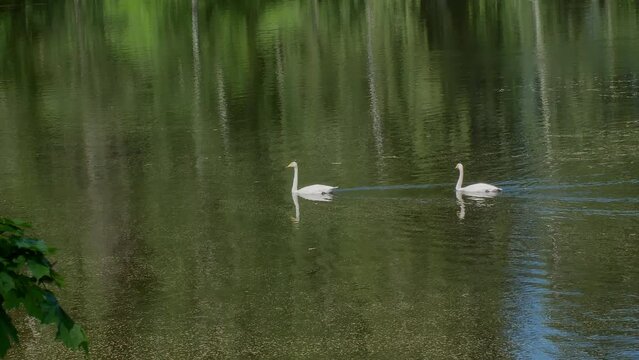 two whooper swans swimming