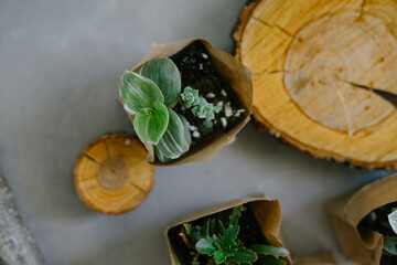 Eco friendly reusable eco bag and succulents. Houseplants.