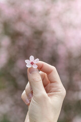A woman holding pink cherry blossom flower