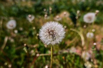 the dandelion's seeds are ripe. the dandelion is ripe