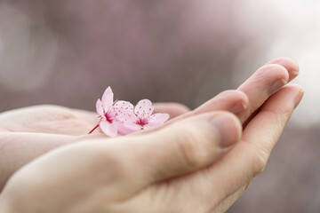A woman holding pink cherry blossom flowers