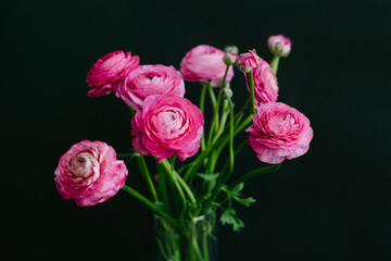 Beautiful bouquet of pink spring flowers. Ranunculi on a black background.