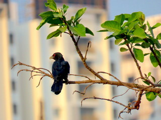 Asian Koel resting on a branch