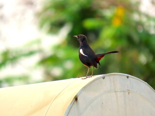 Young Indian Robin sitting on a metal tank