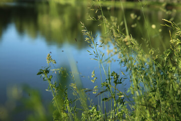 Wild grass on the lake. Evening. Mosquitos fly over the grass. Blurred background.