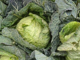 Fototapeta premium Fresh savoy cabbage from the market